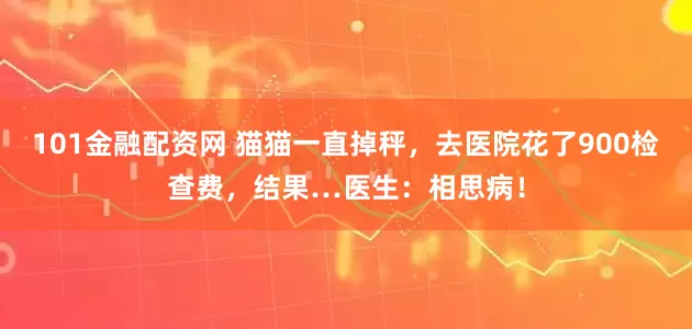 101金融配资网 猫猫一直掉秤，去医院花了900检查费，结果…医生：相思病！